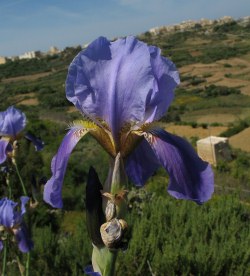Flora of Malta