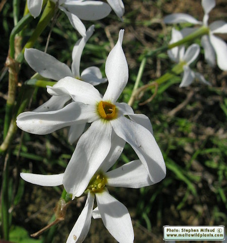 narcissus elegans elegant maltawildplants amaryllidaceae