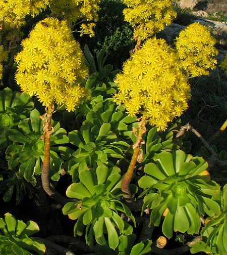 Il fusto della Aeonium arboreum può raggiunge 1 metro di altezza, le foglie possono essere di colore verde brillante o rosso e i fiori sono riuniti in grappoli di colore giallo oro