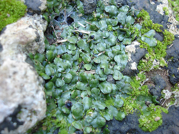 liverwort.jpg