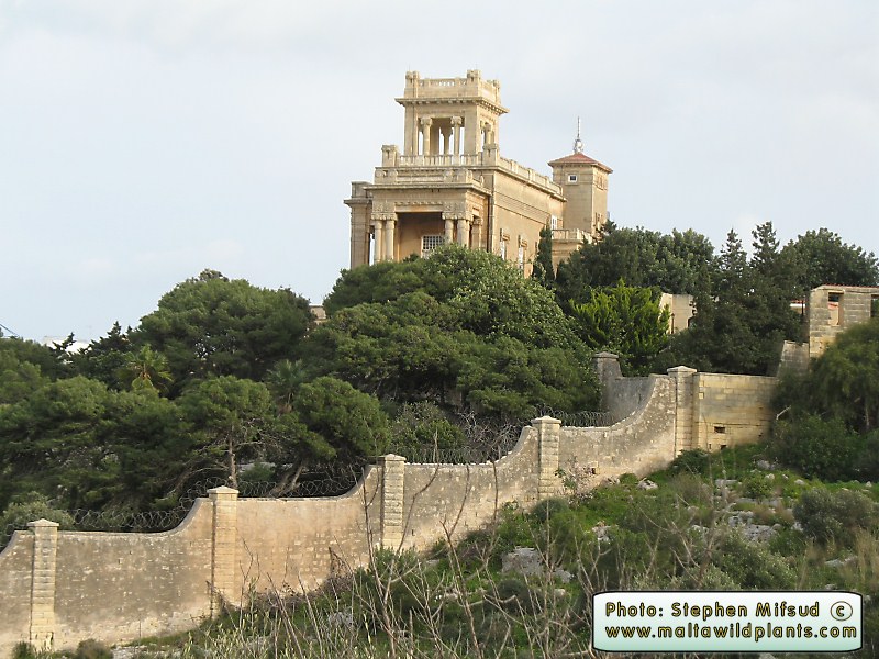 Building_Malta.jpg