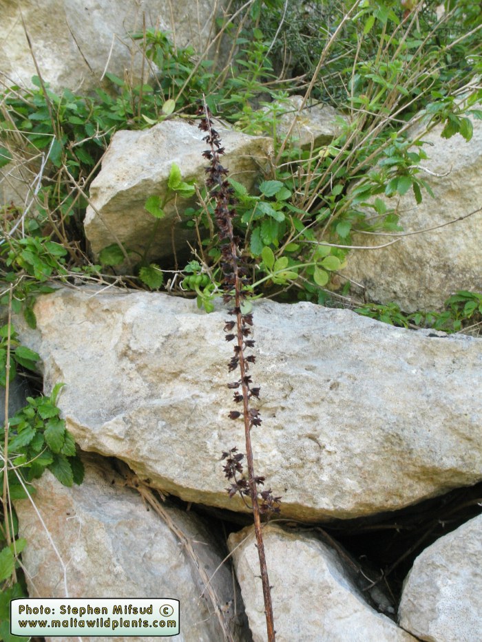 Specimen from Wied Kantra, Xlendi - look how large was the inflorescence of a specimen from previous year.