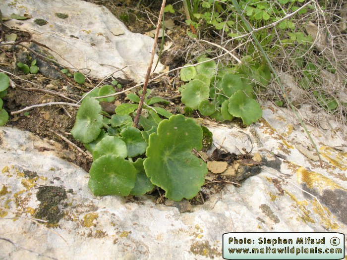 Specimen from Wied Kantra, Xlendi - Jan 2007
