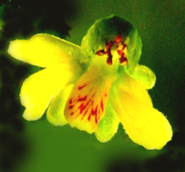 malta orchid.jpg