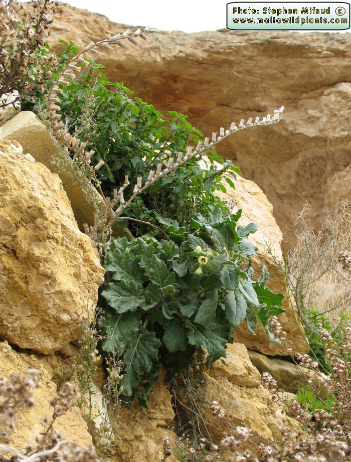 Photo of plant found in a quarry at limits of Dwejra, Gozo.