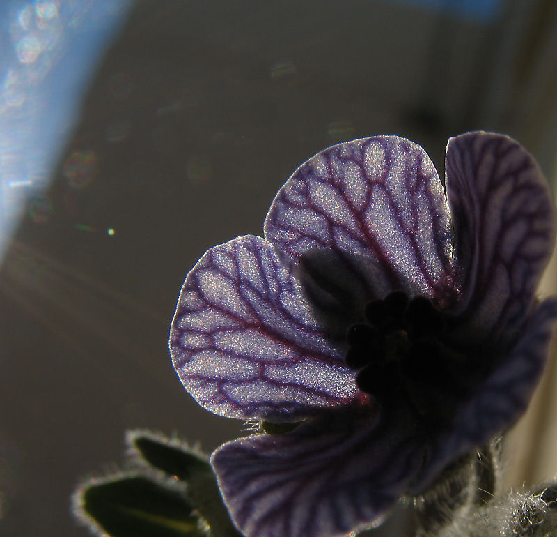 "Veins of Hope"
<br />Cynoglossum creticum L.