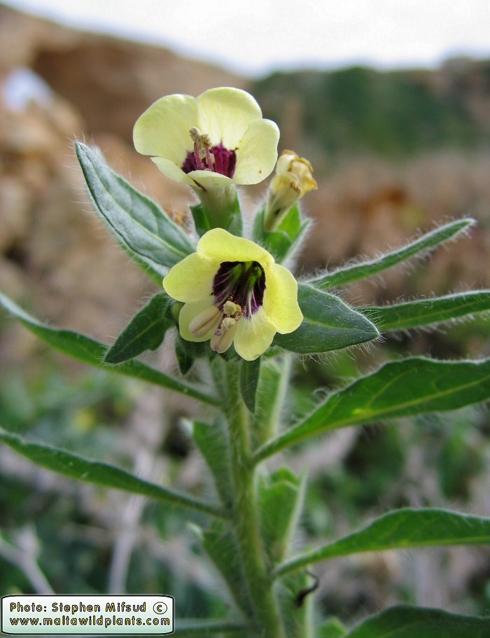 Detail of flower of the white Henbane (purple flower form)