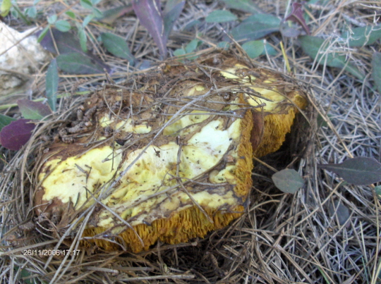Pine Boletus