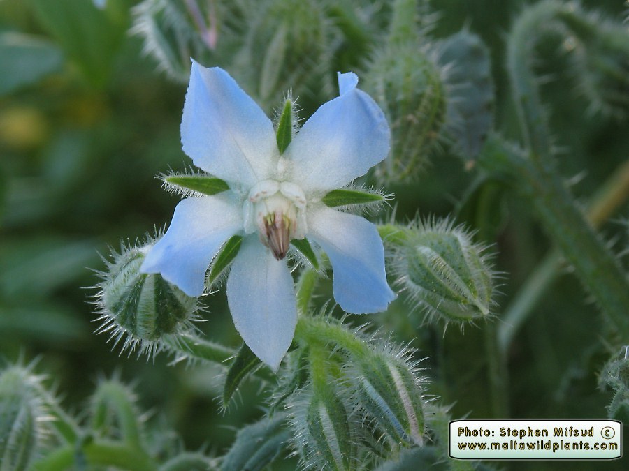 Borago officinalis with light blue flowers