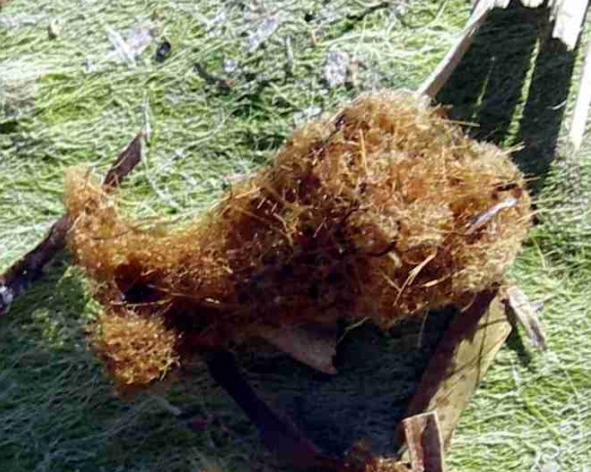 Posidonia o.  M`forn 11 06.jpg