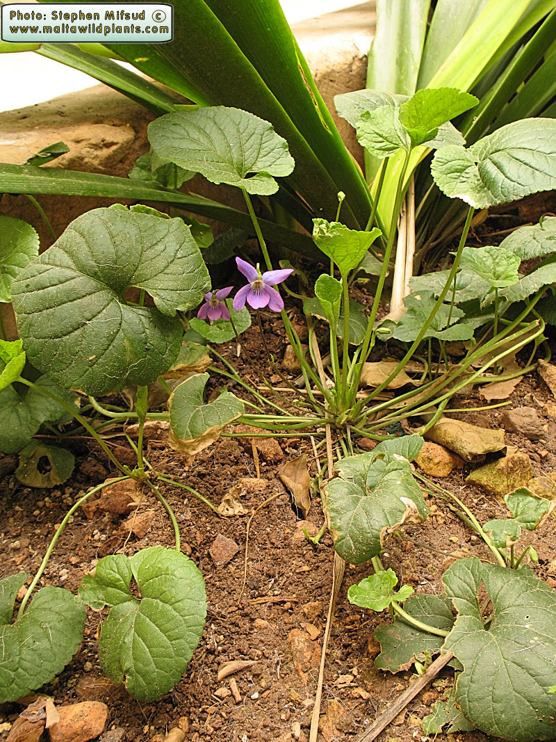 Viola odorata