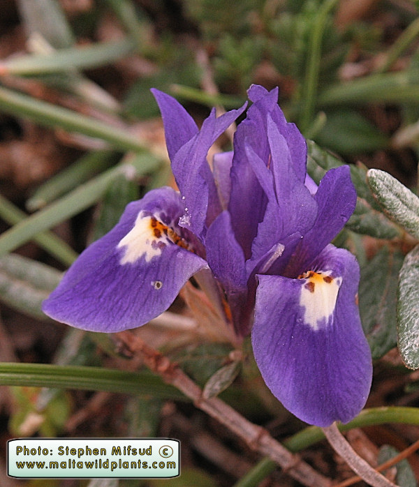 Moraea sisyrinchium