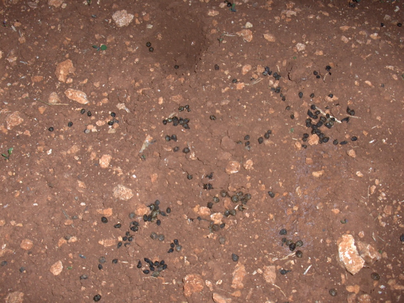 Some more animal tracks: