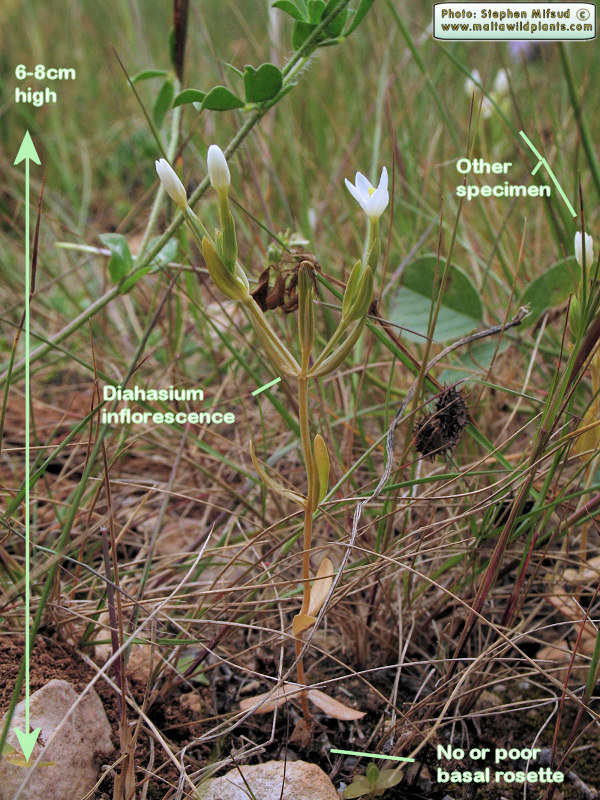 Centaurium . . .