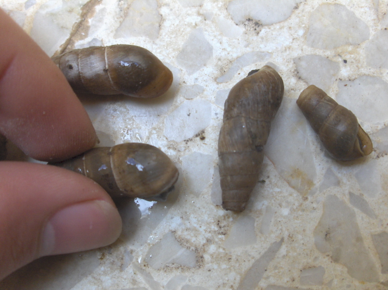 Some decollates in my garden