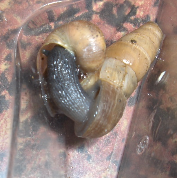A carnivourous snail.