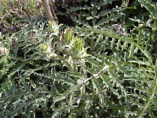 DSCF2172 (Small).JPG