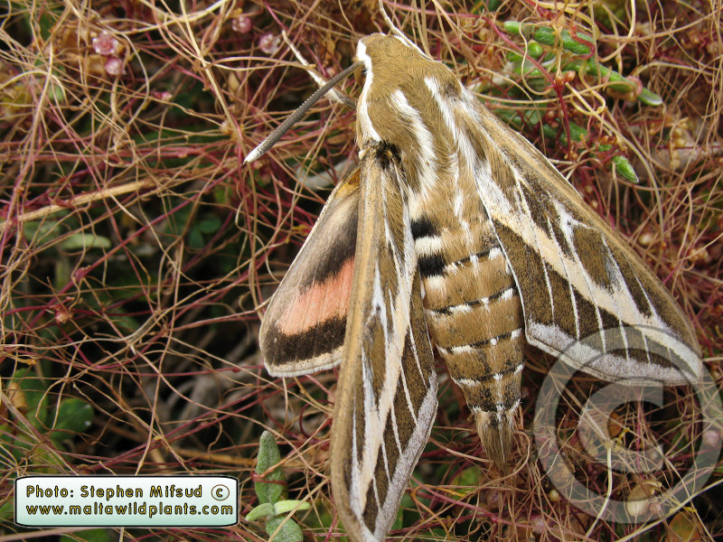 HAwkMoth from HagarQim