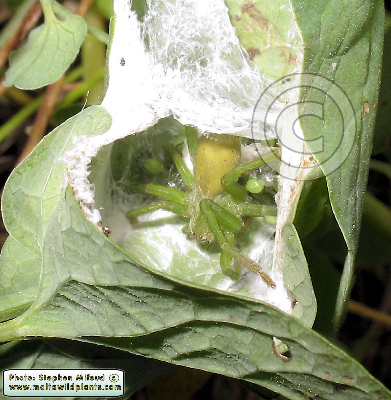 AriCl-Spidernest2.JPG
