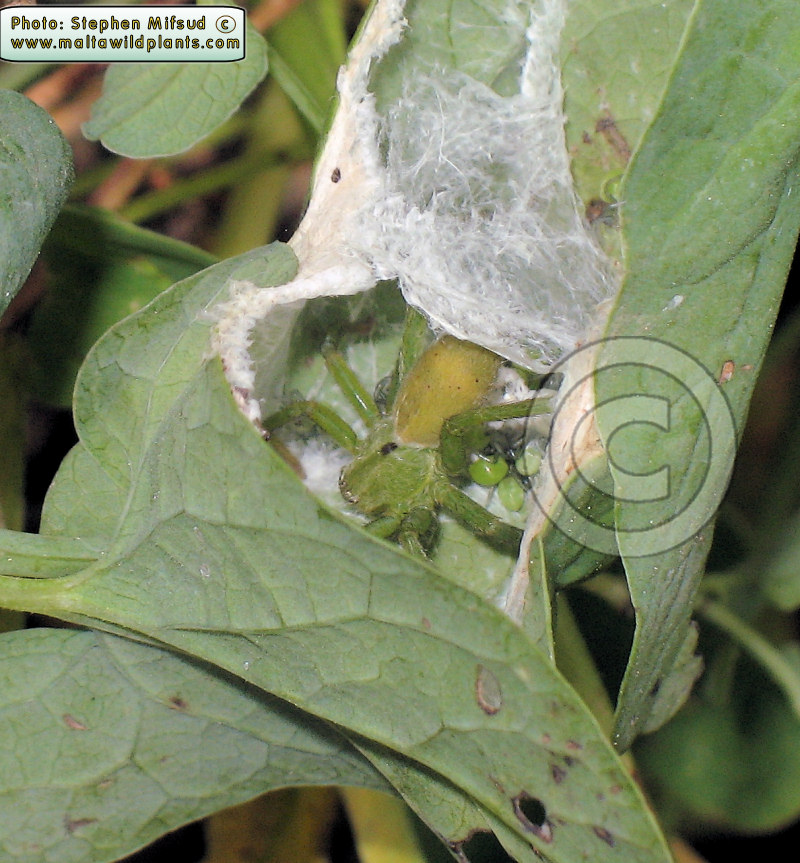 AriCl-Spidernest1.JPG