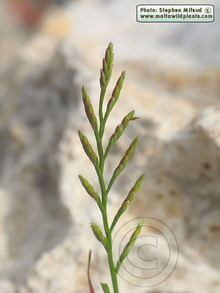Grass2.jpg