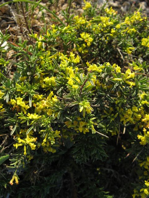 anthyllis hermanniae