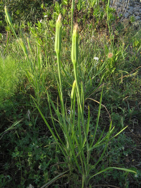 tragopogon hybridus
