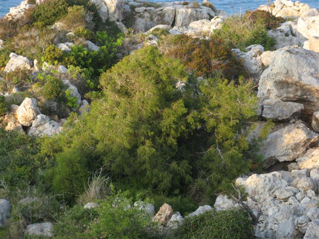 tetraclinis