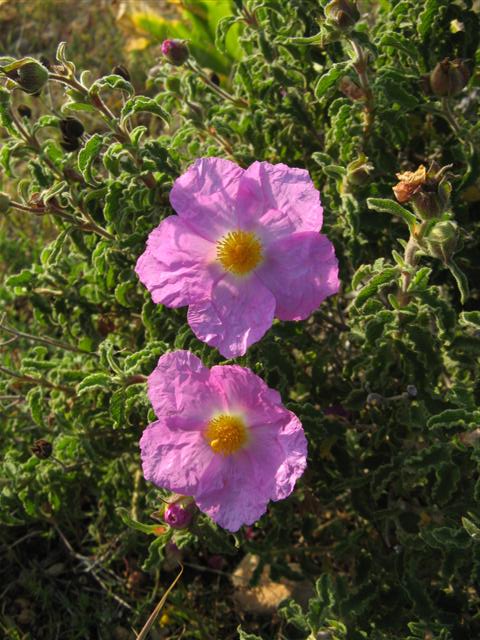 cistus creticus