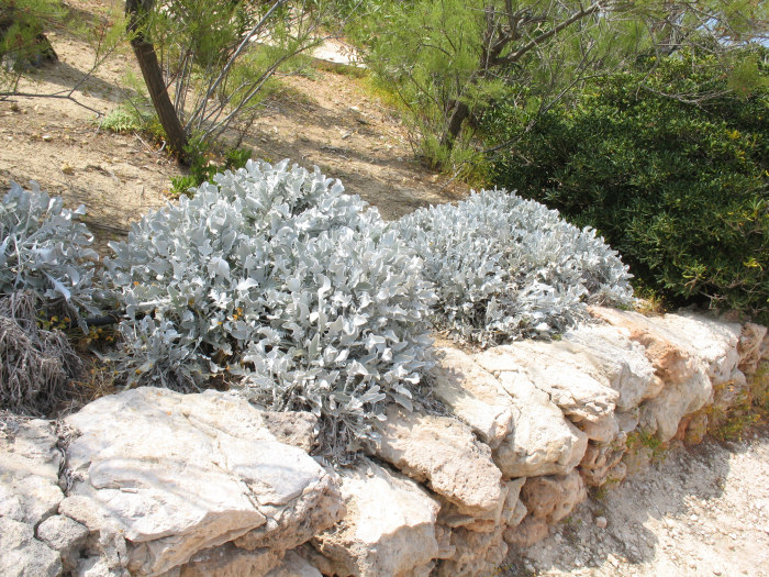 Helichrysum_ornamental.JPG