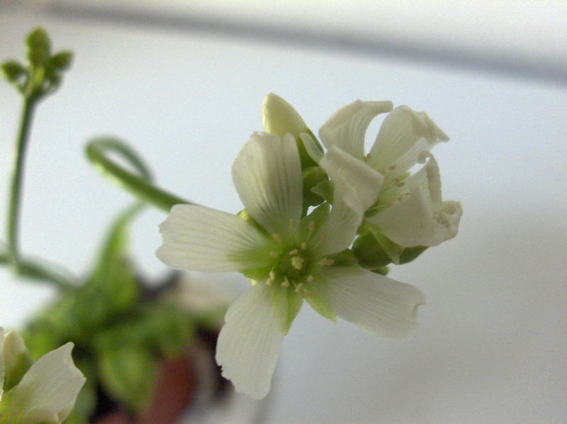 The flowers have quite a strong sweet smell.