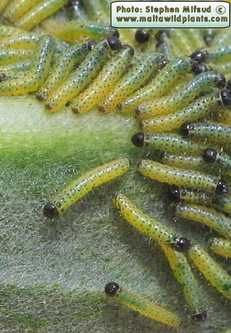 Close up