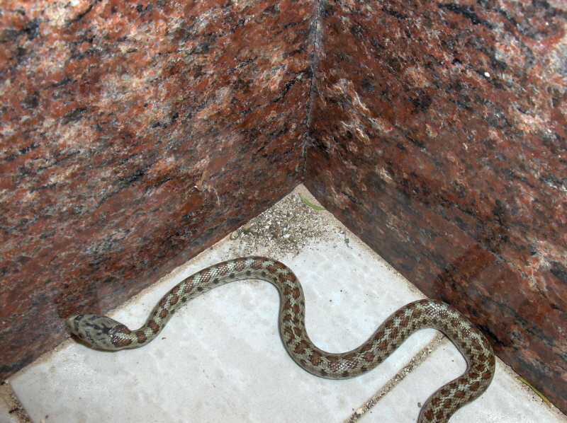 Nice patterns, nice snake.