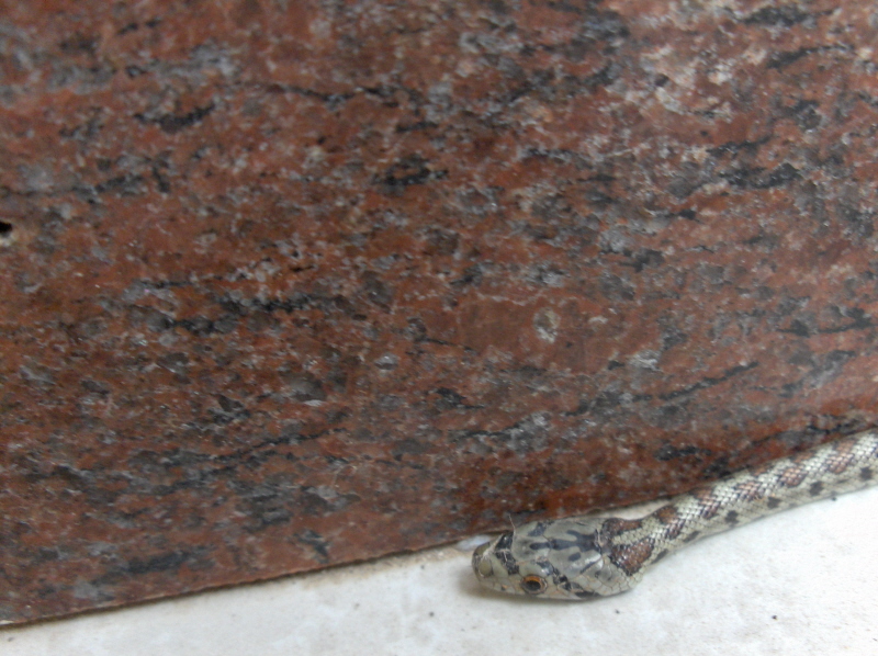 Notice the red eyes and they are not slit-like. (unlike those of a cat-snake)