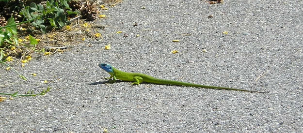 lizard