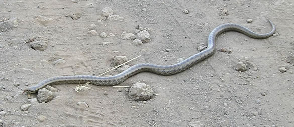 viper