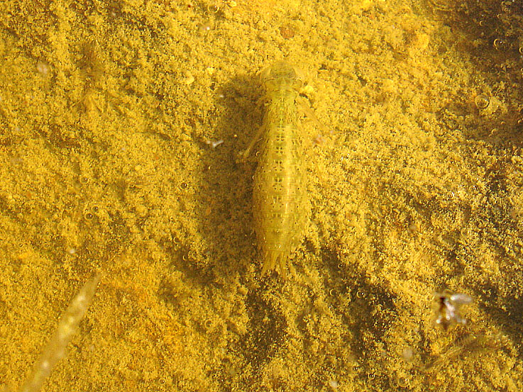 water bug.jpg