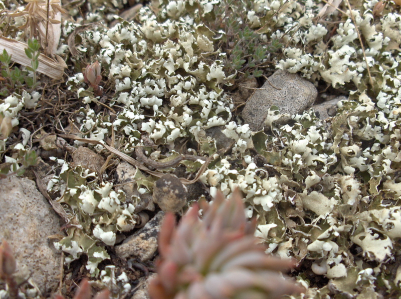 Karst Cladonia