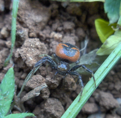 Notice the 2 front pair of legs and the nice colour which make it conspicous when it's out of place.