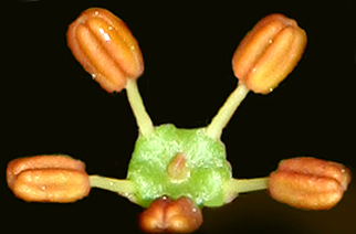 11111a.jpg