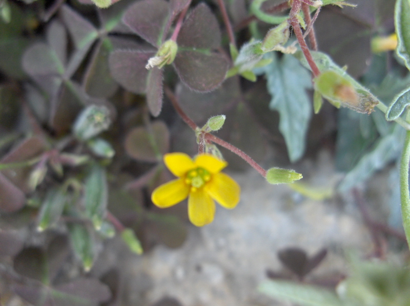 The flowers are smaller and the stalks are different in colour (even the leaves).