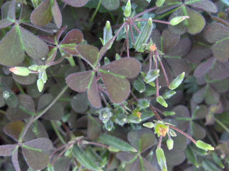 The leaves are more hairy and little and more close to each other.