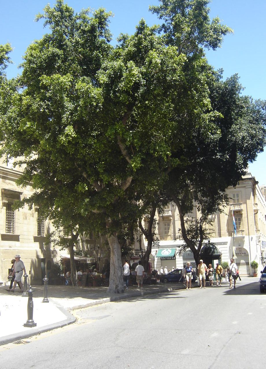 Largetrees.jpg