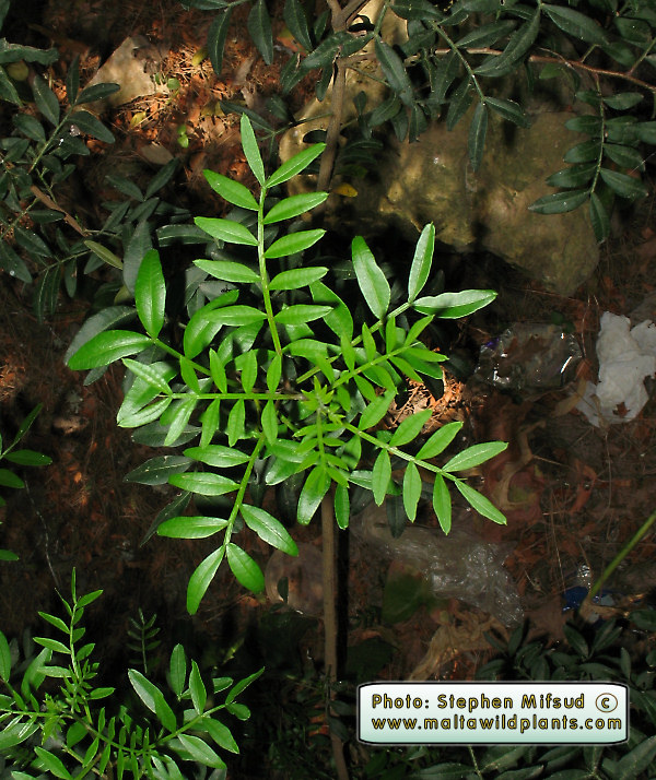 Cotton_tree4.jpg
