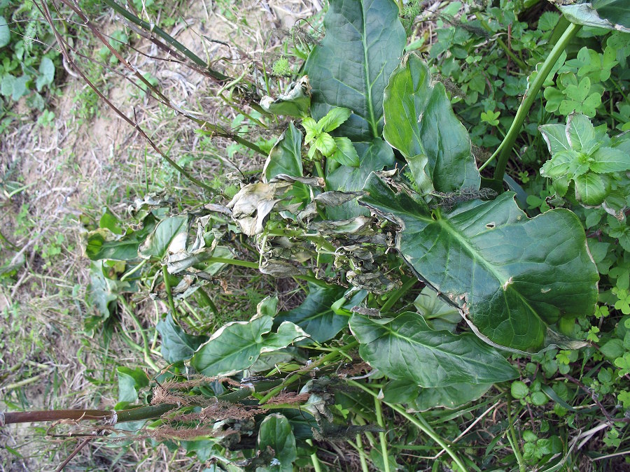Plants suffering several symptoms down the valley bed of Wied Ilma (Dwejra, Gozo)