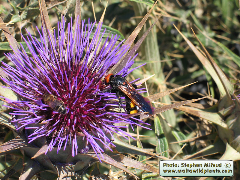 Beautiful wasp