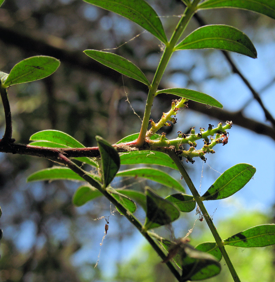 Inflor + pistaccia like leaves