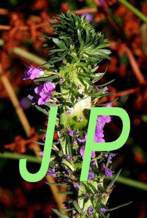 Lythrum junceum Verb 8813.jpg
