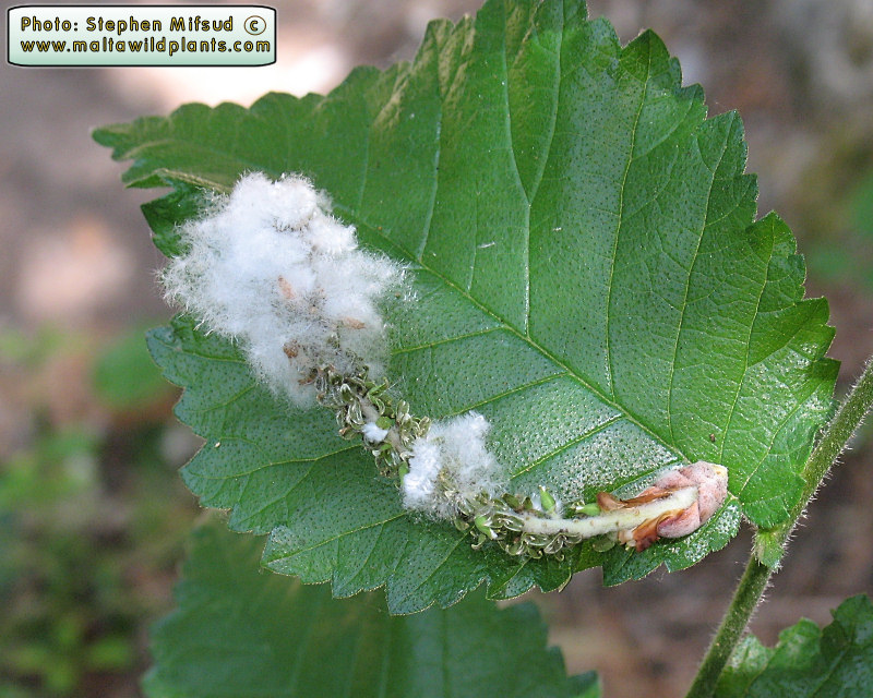 Cotton_tree10.jpg