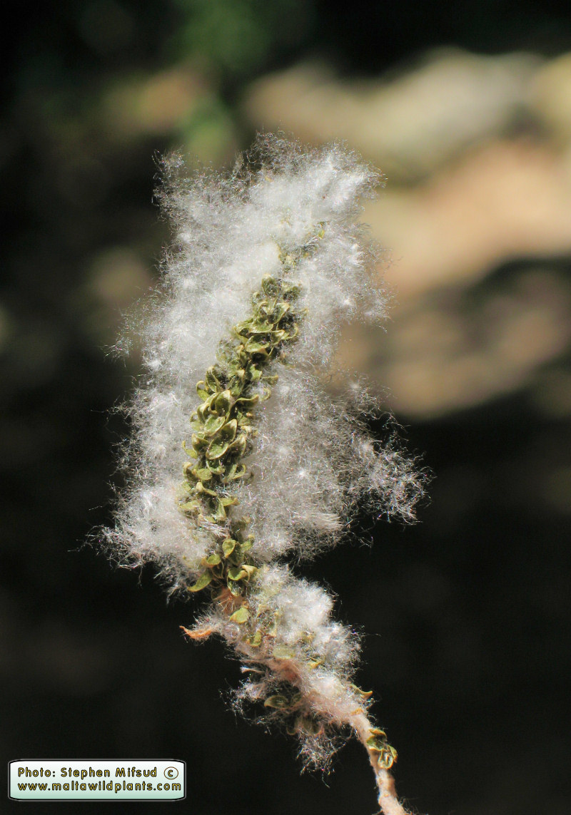 Popolus alba fruit